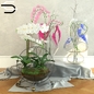 Set Plantas - Комнатные - 3D модель