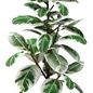 Ficus Robusta set 1. Фикус робуста, эластика, декоративный, комнатный, интерьерный - Комнатные - 3D модель - фото 2