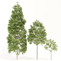 Populus crowns - Деревья - 3D модель