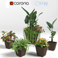 Exotic flowers in pot - Комнатные - 3D модель