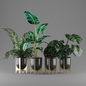 plant set 4 - Комнатные - 3D модель