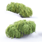Тсуга канадская повислая | Tsuga canadensis pendula #1 - Кусты - 3D модель - фото 2