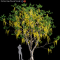 Golden tree (Cassia fistula)#1 - Деревья - 3D модель