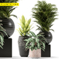plants 285 - Комнатные - 3D модель