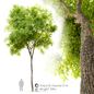 Ulmus parvifolia dynasty (Dynasty chinese elm) - Деревья - 3D модель