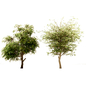 Set of Acacia Nilotica ( Gum Arabic ) & Acer negundo ( boxelder maple ) Trees - Деревья - 3D модель - фото 2