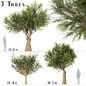 Set of Olive Trees (Olea Europaea) (3 Trees) - Деревья - 3D модель