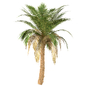 Set of Silver Date Palm Trees (Phoenix Sylvestris) (3 Trees) - Деревья - 3D модель - фото 4