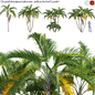 Chrysalidocarpus lutescens - yellow butterfly palm - 01 - Кусты - 3D модель