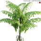 Caryota gigas - Giant Fishtail Palm - Caryota Mitis - 02 - Деревья - 3D модель - фото 2