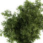 indoor Plant Set 120 - Green and White Set - Комнатные - 3D модель - фото 2