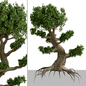 Set of Bonsai Trees (2 Trees) - Деревья - 3D модель - фото 3