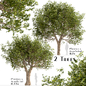 Set of  Platanus × acerifolia Trees (London plane) (2 Trees) - Деревья - 3D модель