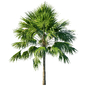 Saribus Rotundifolius tree - Деревья - 3D модель
