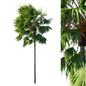 Saribus Rotundifolius tree 04 - Деревья - 3D модель