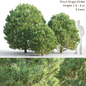Pine - Кусты - 3D модель