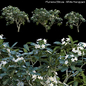Plumeria Obtusa - White Frangipani - 01 - Кусты - 3D модель