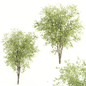 2 ashes tree - Деревья - 3D модель