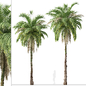 Set of Kentia palm Tree (Howea forsteriana) (2 Trees) - Деревья - 3D модель - фото 4