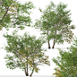 Set of California Sycamore Tree (Platanus racemosa) (2 Trees) - Деревья - 3D модель - фото 3
