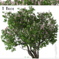 California buckeye Tree ( Aesculus californica ) - Деревья - 3D модель