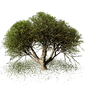 MAPLE TREE SPRING STYLE NO1 - Деревья - 3D модель