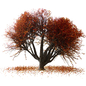 MAPLE TREE AUTUMN STYLE NO2 - Деревья - 3D модель