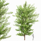 Maidenhair Tree Ginkgo Biloba Gardens - Деревья - 3D модель