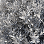 Photinia fraseri Little Red Robin 03 - Кусты - 3D модель - фото 3