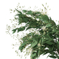 Boquet Eucalyptus - Букеты - 3D модель - фото 2