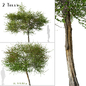 Set of English Hawthorn Tree ( Crataegus monogyna ) (2 Trees) - Деревья - 3D модель