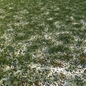 Snowy Grass - Трава - 3D модель