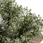 Green and White Bush - Outdoor Garden Set 325 - Уличные - 3D модель - фото 3