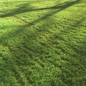 Sunset grass - Трава - 3D модель