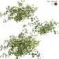Rubus fruticosus - Blackberry - Кусты - 3D модель