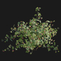 Rubus fruticosus - Blackberry - Кусты - 3D модель - фото 4