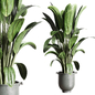 Ficus Rubbery plant by concrete dirt vase with handle 168 - Комнатные - 3D модель