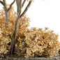 Yellow Atumn tree and Bush - Outdoor Garden Set 357 - Уличные - 3D модель - фото 2