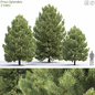 Pine - Деревья - 3D модель