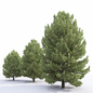 Pine - Деревья - 3D модель - фото 5