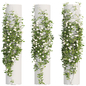 Ivy_Plants_13 - Уличные - 3D модель