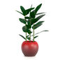 Фикус каучуконосный или Фикус эластичный- Ficus elastica - Комнатные - 3D модель - фото 2