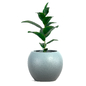 Фикус каучуконосный или Фикус эластичный- Ficus elastica - Комнатные - 3D модель - фото 3