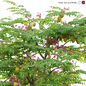 Averrhoa carambola - Starfruit tree 03 - Деревья - 3D модель - фото 3
