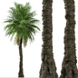 Set of Phoenix rupicola Tree (Cliff date palm) (2 Trees) - Деревья - 3D модель - фото 5