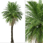 Set of Phoenix rupicola Tree (Cliff date palm) (2 Trees) - Деревья - 3D модель - фото 6