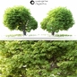 Land scape tree - Деревья - 3D модель - фото 2