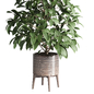 indoor plant of earthenware concrete vases 210 - Комнатные - 3D модель - фото 3