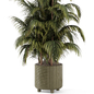 Indoor Ficus Plant  in rusty Concrete Pot - Set 973 - Комнатные - 3D модель - фото 3