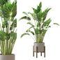 Indoor Plants Collection - Set 493 - Комнатные - 3D модель